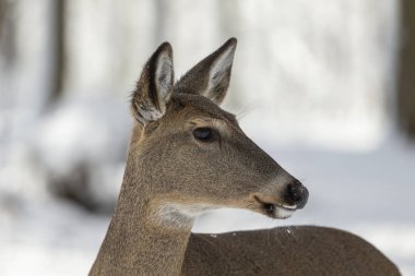 Geyik. Karda beyaz kuyruklu geyik. Wisconsin Eyalet Parkı 'ndan doğal manzara. Hind ve yaşlı geyik yavrusu.