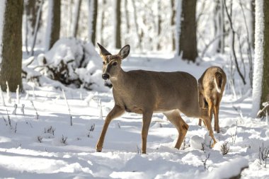 Geyik. Karda beyaz kuyruklu geyik. Wisconsin Eyalet Parkı 'ndan doğal manzara. Hind ve yaşlı geyik yavrusu.
