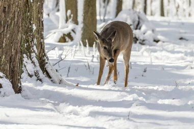 Geyik. Karda beyaz kuyruklu geyik. Wisconsin Eyalet Parkı 'ndan doğal manzara. Hind ve yaşlı geyik yavrusu.