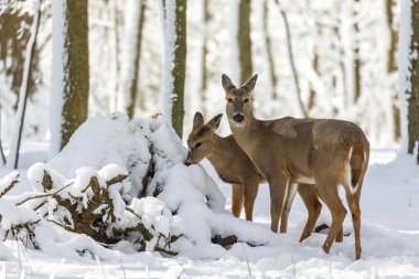 Geyik. Karda beyaz kuyruklu geyik. Wisconsin Eyalet Parkı 'ndan doğal manzara. Hind ve yaşlı geyik yavrusu.