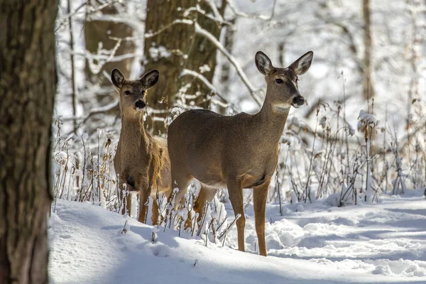 Cerf Cerf Virginie Sur Neige Scène Naturelle Parc National Wisconsin — Photo