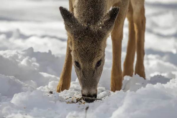 Deer. White-tailed deer on snow . Natural scene from Wisconsin state park. Hind and older fawn.