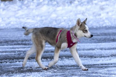 Manitowoc, Wi Usa 10 Şubat 2020: Dog. Sibirya köpeciği, karda farklı göz renkleri olan bir köpek. Köpeklerde buna Heterokromi denir..