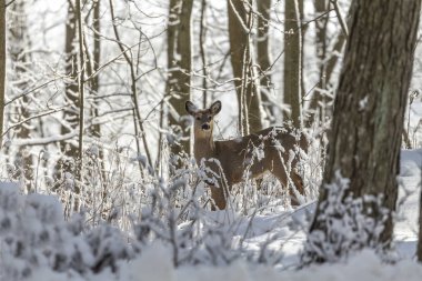 Geyik. Karda beyaz kuyruklu geyik. Wisconsin Eyalet Parkı 'ndan doğal manzara. Hind ve yaşlı geyik yavrusu.