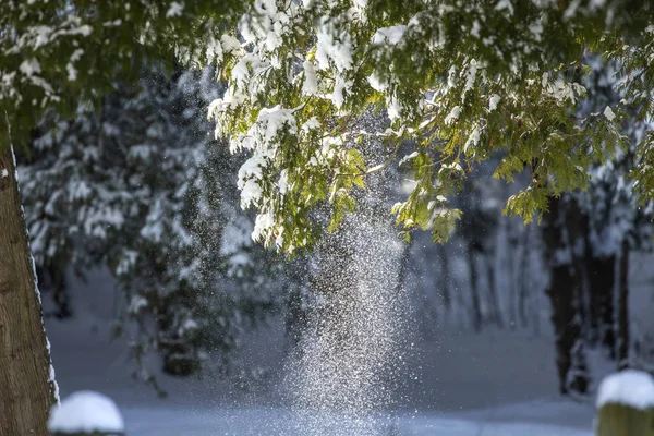 Nieve Cayendo Del Árbol Escena Natural Wisconsin — Foto de Stock
