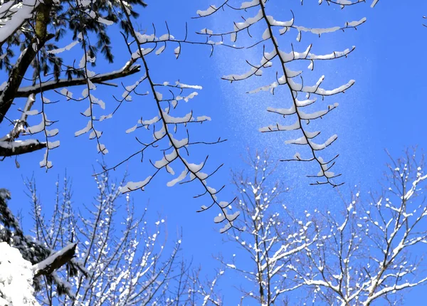 Nieve Cayendo Del Árbol Escena Natural Wisconsin — Foto de Stock