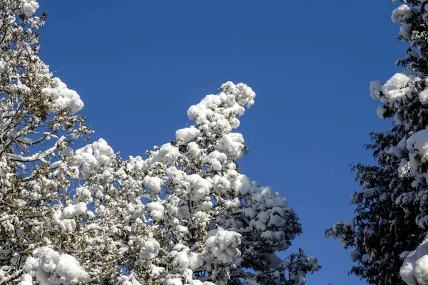 Nueva Nieve Pesada Los Árboles Ramificación Ramas Del Árbol Cubiertas — Foto de Stock