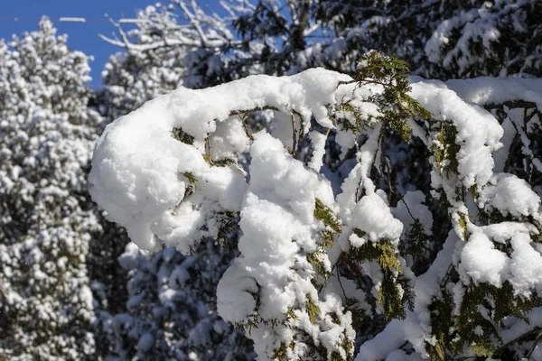 Nueva Nieve Pesada Los Árboles Ramificación Ramas Del Árbol Cubiertas — Foto de Stock