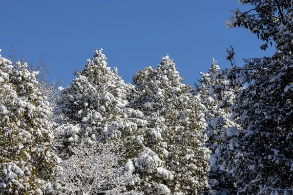 Nueva Nieve Pesada Los Árboles Ramificación Ramas Del Árbol Cubiertas — Foto de Stock