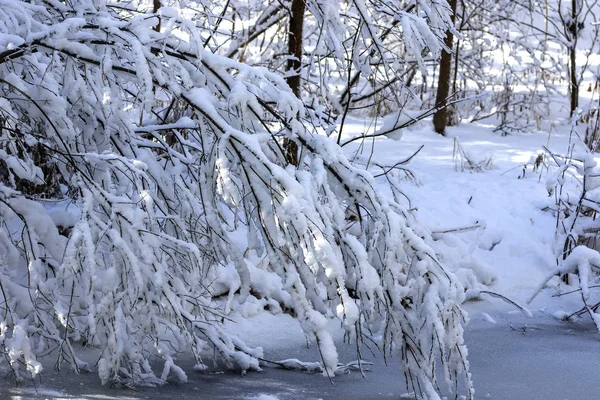 Nueva Nieve Pesada Los Árboles Ramificación Ramas Del Árbol Cubiertas — Foto de Stock