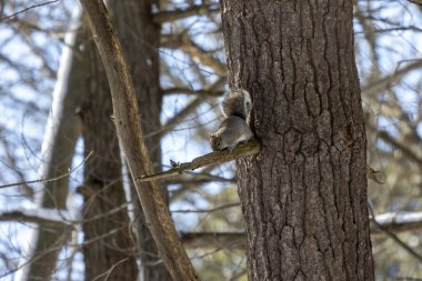 Sincap. Kışın Doğu gri sincap, Wisconsin Eyalet Parkı 'ndan doğal manzara.