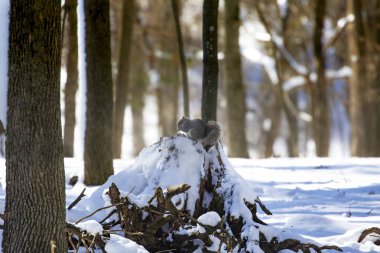 Sincap. Kışın Doğu gri sincap, Wisconsin Eyalet Parkı 'ndan doğal manzara.