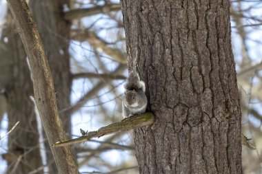 Sincap. Kışın Doğu gri sincap, Wisconsin Eyalet Parkı 'ndan doğal manzara.
