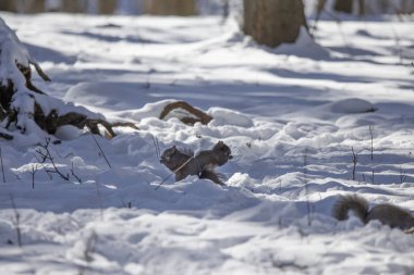Sincap. Kışın Doğu gri sincap, Wisconsin Eyalet Parkı 'ndan doğal manzara.