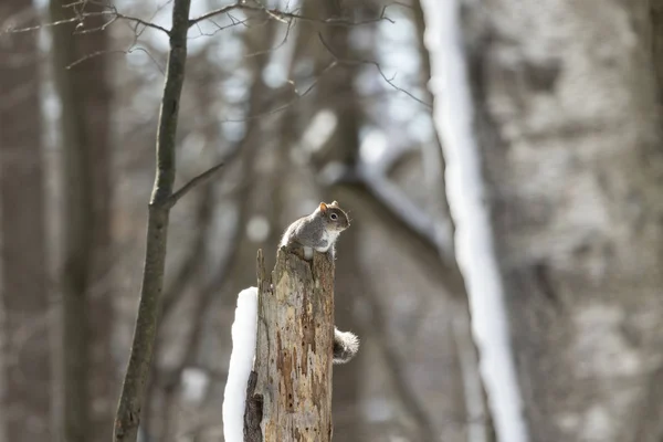 Squirrel. Eastern gray squirrel in  winter, natural scene from wisconsin state park.