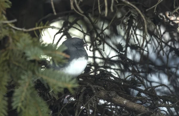 Kuş Wisconsin Eyalet Parkı Ndaki Ladin Dalında Oturan Kara Gözlü — Stok fotoğraf