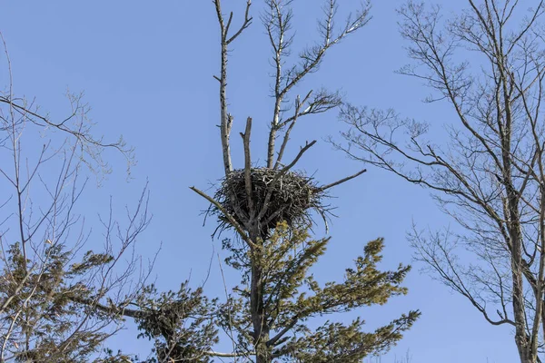 Nid Pygargue Tête Blanche Dans Parc National Wisconsin — Photo