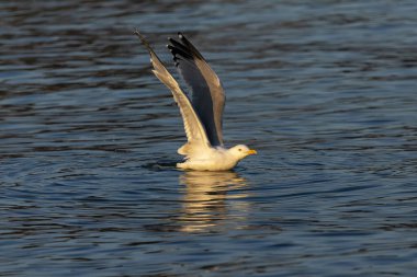 Gün batımında nehirde martı