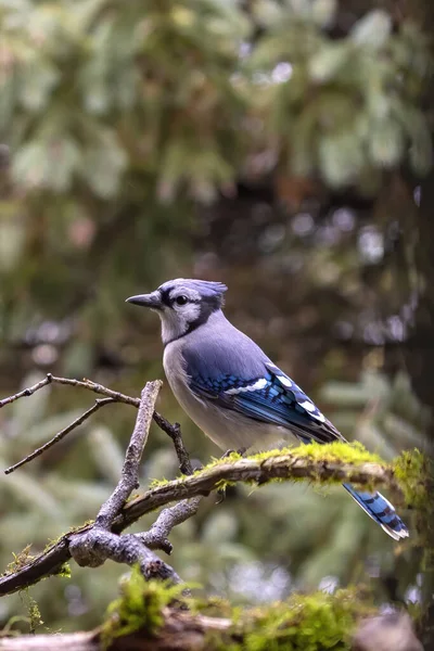 Mavi Alakarga Kuş Yemliğinin Yanındaki Bir Dalda Oturuyor — Stok fotoğraf