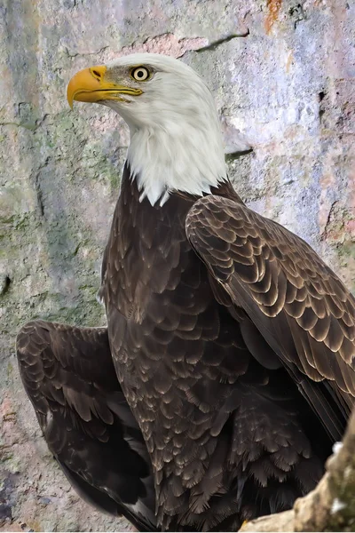 Águila Pájaro Presa Águila Calva Foto Tomada Una Estación Rescate —  Fotos de Stock