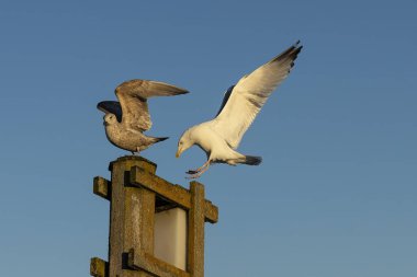 Limanda martılar var. Wisconsin 'den doğal manzara.