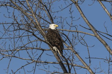 Kartal. Yırtıcı kuş. Kel kartal. Wisconsin 'den doğal manzara..