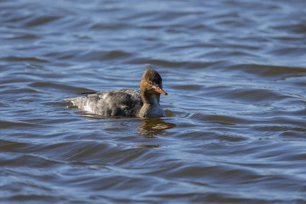 Merganser Fêmea Peito Vermelho Lago Michigan — Fotografia de Stock