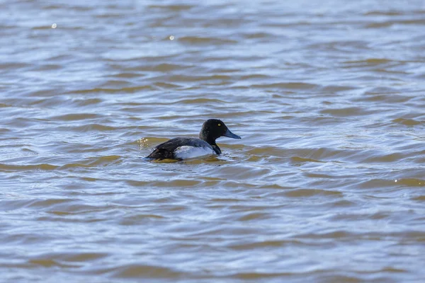 Schyl Się Większy Scaup Drake Mała Amerykańska Kaczka Nurkowa — Zdjęcie stockowe