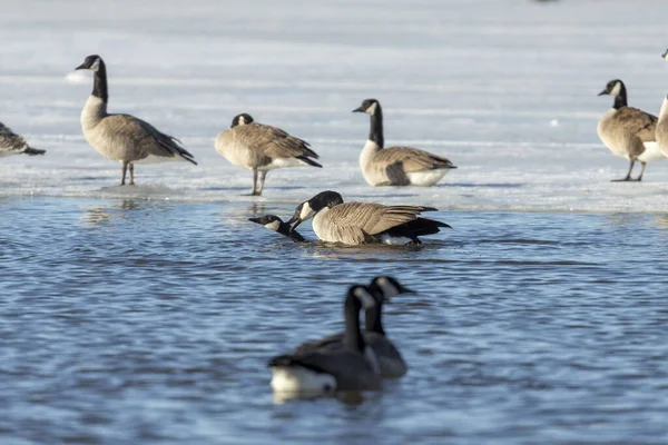 Bird Matar Gansos Canadienses Río Escena Natural Del Norte Estados — Foto de Stock