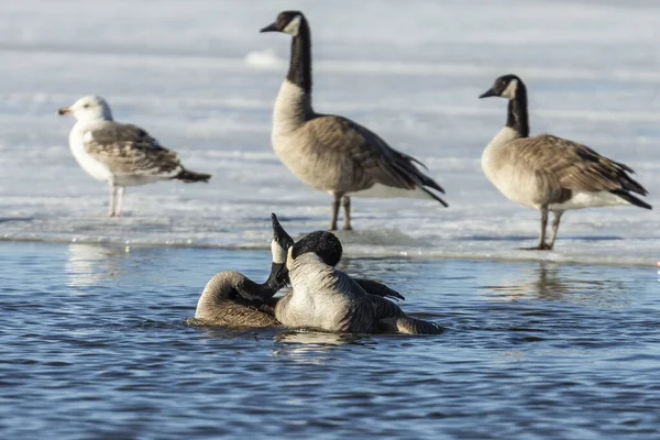 Vogel Paarung Kanadischer Gänse Auf Dem Fluss Natürliche Szene Aus — Stockfoto
