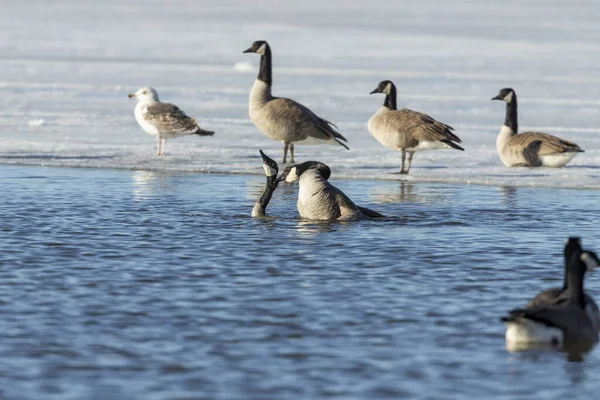 Oiseau Accouplement Des Oies Canadiennes Sur Rivière Scène Naturelle Nord — Photo