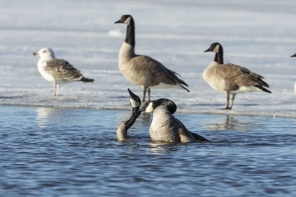 Bird Matar Gansos Canadienses Río Escena Natural Del Norte Estados — Foto de Stock