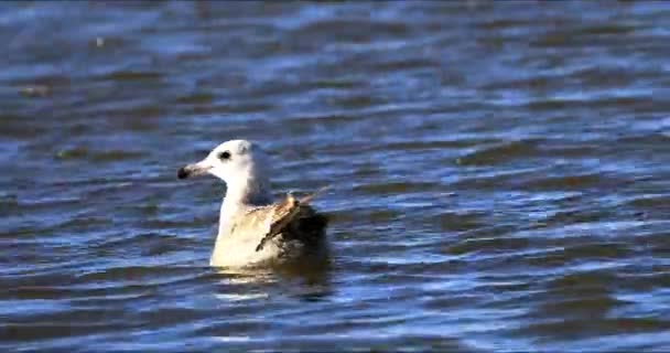 河里的小海鸥 — 图库视频影像