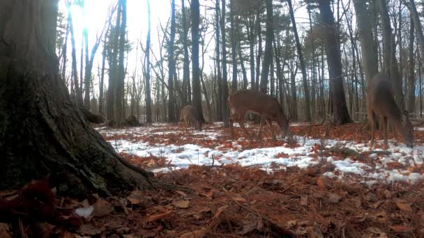 Cervo Cervo Dalla Coda Bianca Nella Foresta Statale Del Wisconsin — Video Stock