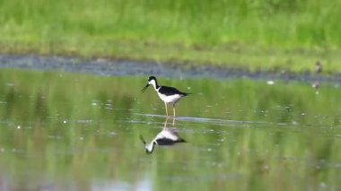 Bataklığın sığ sularında siyah boyunlu Stilt