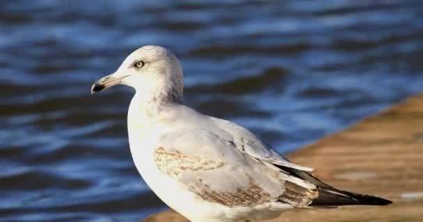 Seagull Harbor Eats Rest Fish — Stock Video