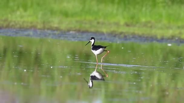 Stilt Berleher Hitam Perairan Dangkal Rawa — Stok Video