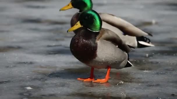 Mallard Duck Drake Frozen Pond — Stock Video