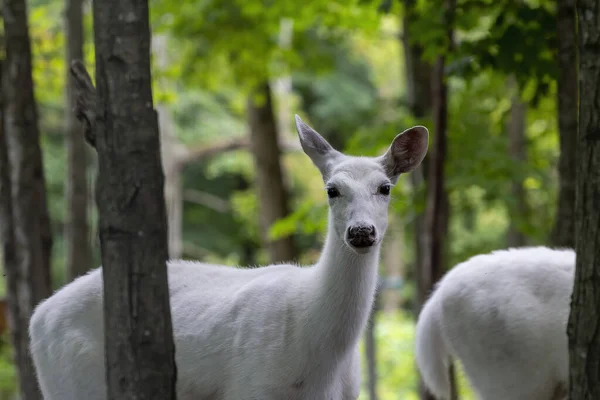 Raro Cervo Bianco Scena Naturale Dall Area Conservazione Nel Wisconsin — Foto Stock