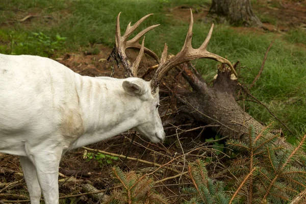ウィスコンシン州の自然保護区からの希少な白鹿 — ストック写真