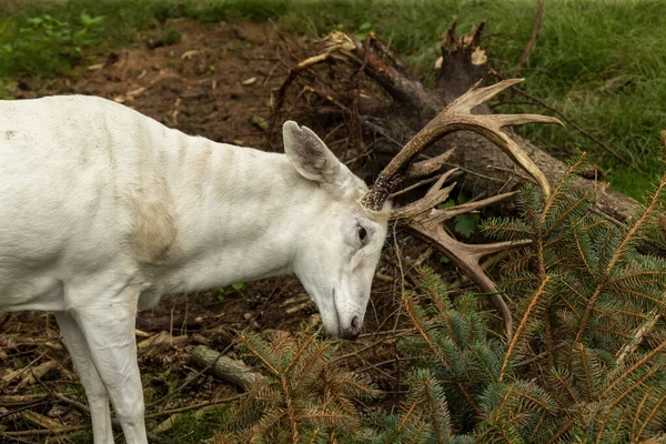 Rzadki Biały Jeleń Scena Przyrodnicza Obszaru Ochrony Wisconsin — Zdjęcie stockowe