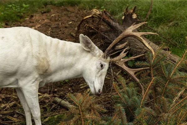 Vzácný Bílý Jelen Přírodní Scenérie Chráněné Oblasti Wisconsinu — Stock fotografie