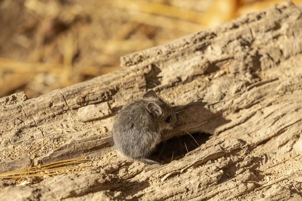 Rato Rato Veado Roedor Nativo América Norte — Fotografia de Stock