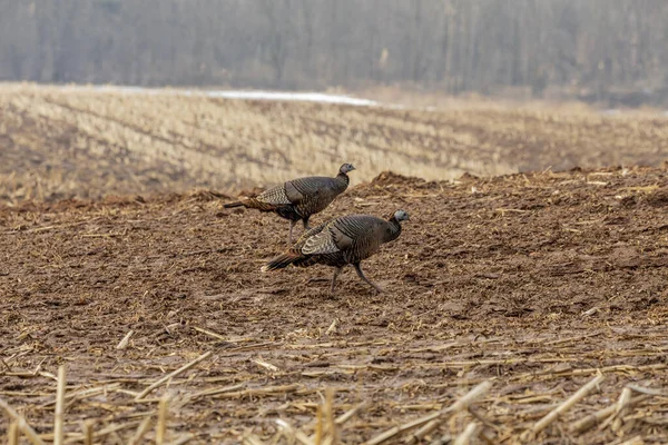 Wild turkey. Wild turkey is American native animal.