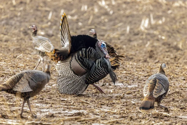 Wild turkey. Wild turkey is American native animal.