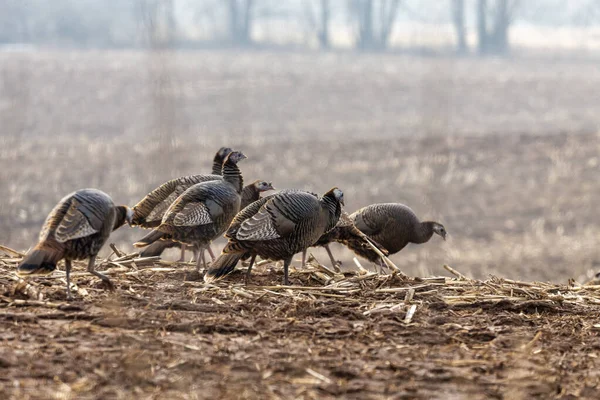 Wild turkey. Wild turkey is American native animal.