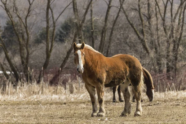 Belga Belo Cavalo Pesado Curral — Fotografia de Stock