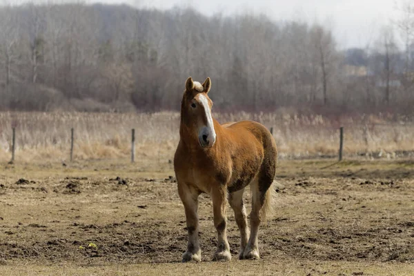 Belgian Beautiful Heavy Draft Horse Corral — Stock Photo, Image