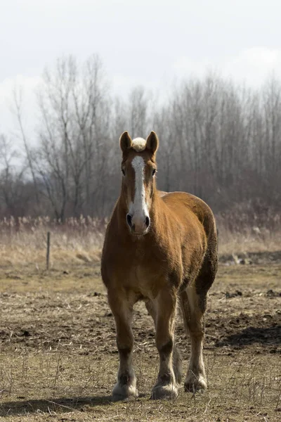 Belgian Beautiful Heavy Draft Horse Corral — Stock Photo, Image