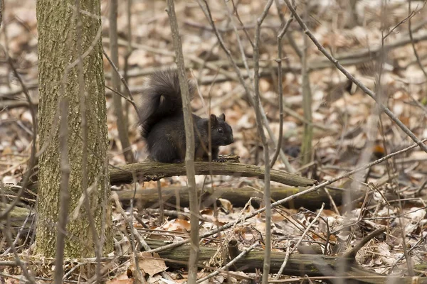 The black squirrel in Wisconsin state park. Rare mutation of both the eastern gray and fox squirrel.